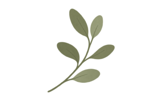 Rama eucalipto