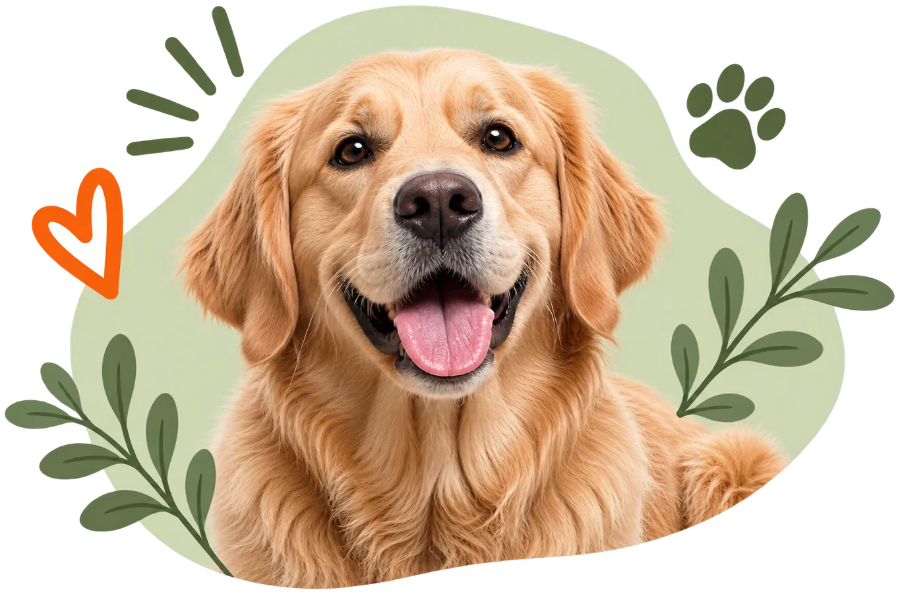 cuenta 07 golden retriever decorado recorte