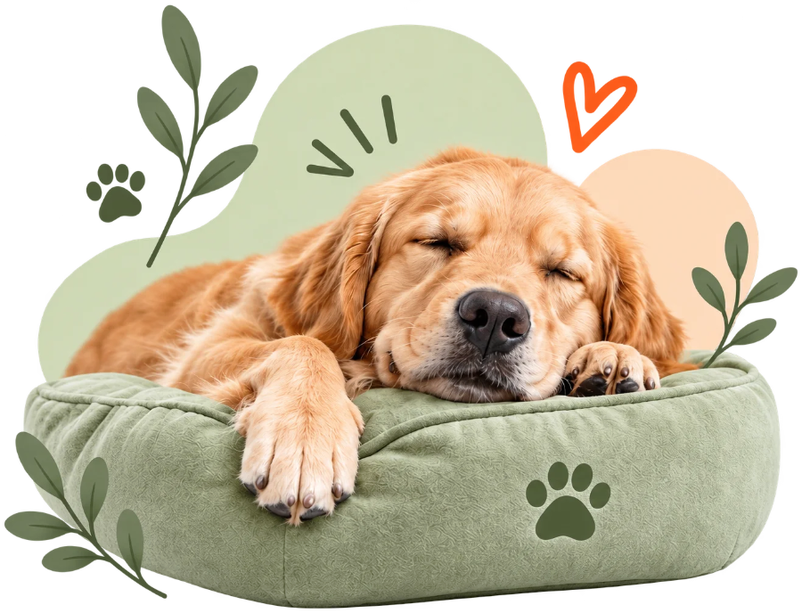 Golden retriever durmiendo en su cama