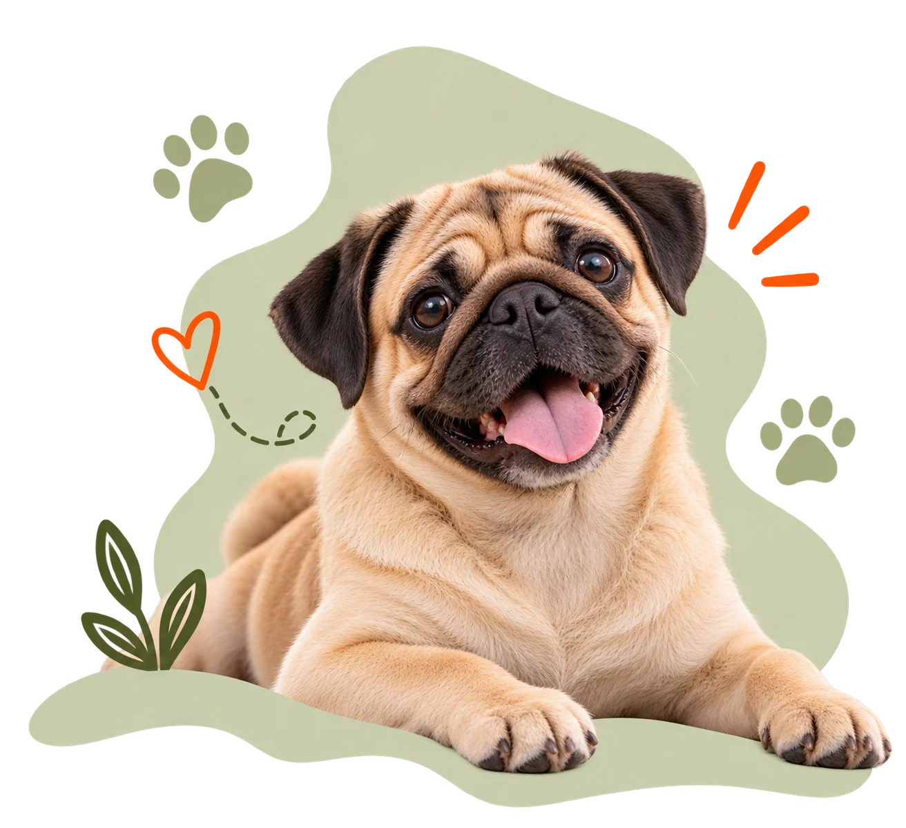Residencias caninas en Terrassa