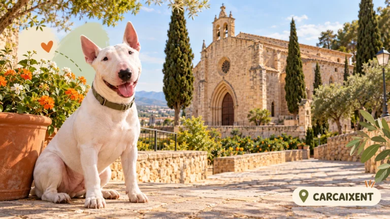 Residencias caninas en Carcaixent