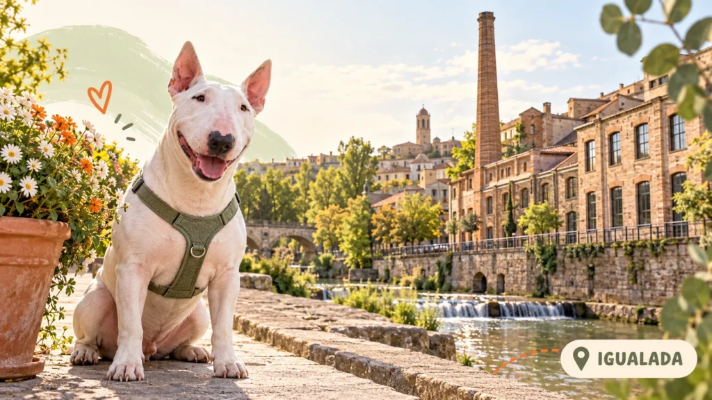 Residencias caninas en Igualada