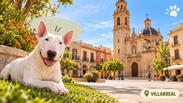 Residencias caninas en Villarreal